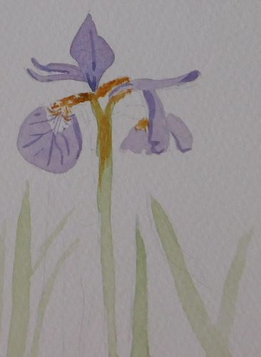 Christine C, Iris, watercolour greeting card.